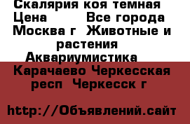 Скалярия коя темная › Цена ­ 50 - Все города, Москва г. Животные и растения » Аквариумистика   . Карачаево-Черкесская респ.,Черкесск г.
